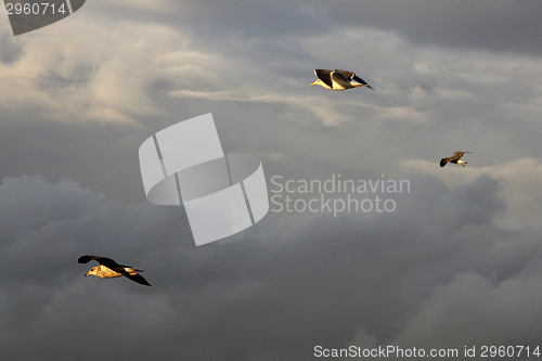 Image of Seagulls flying in the sky