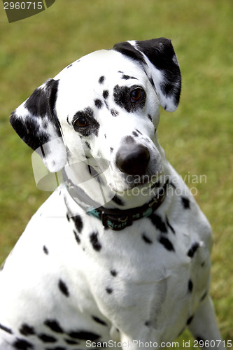 Image of Face of a Dalmatian dog