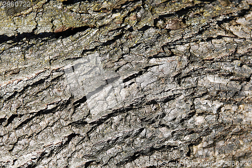 Image of Bark of a tree