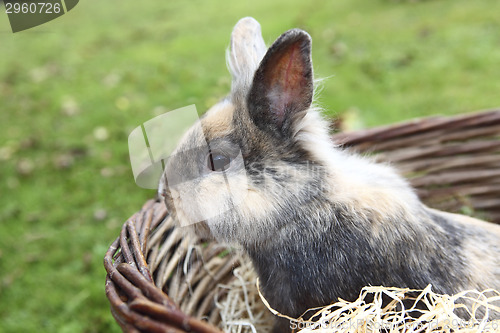 Image of Young Lion head bunny