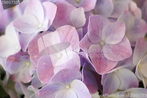 Image of Hydrangeas