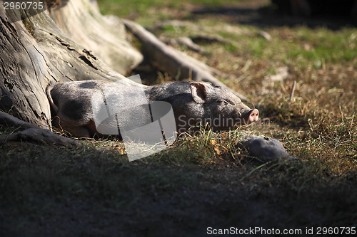Image of Bentheim pig outdoor