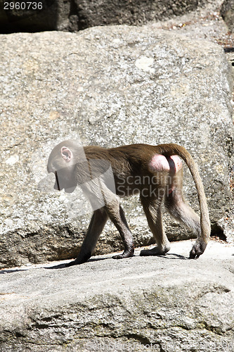 Image of Baboon sitting on a rock