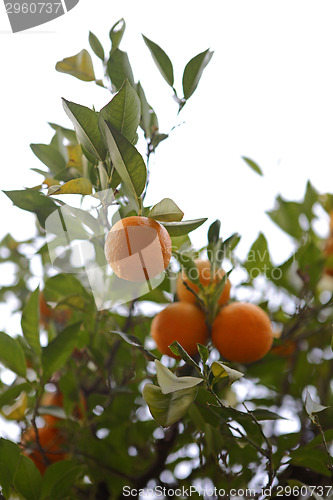 Image of Orange trees in Morocco