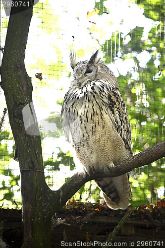 Image of Eagle owl