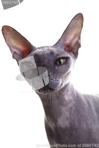 Image of Don Sphynx Cat