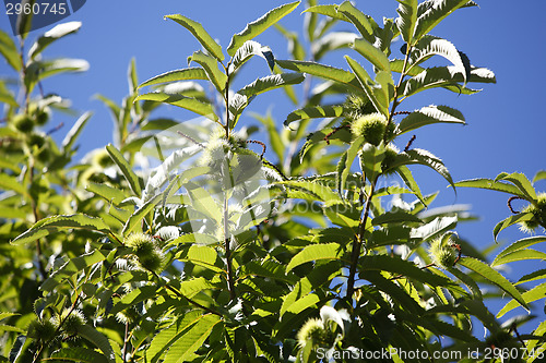 Image of Chestnuts on the tree