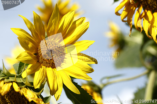 Image of Beautiful yellow sunflowers in a blue sky