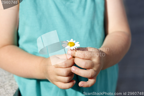 Image of Small girl holds beautiful daisy in her hand