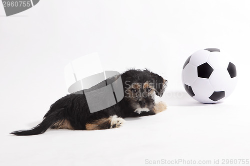 Image of Puppy with football