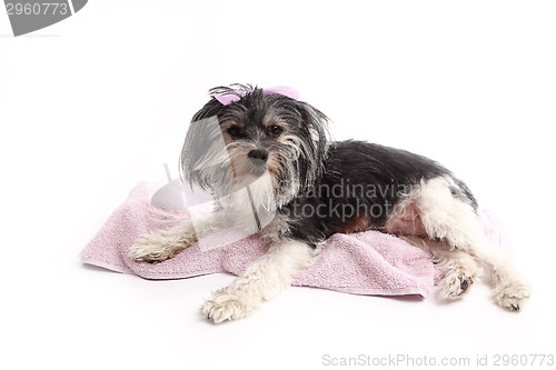 Image of Young Terrier Mix lying on the blanket