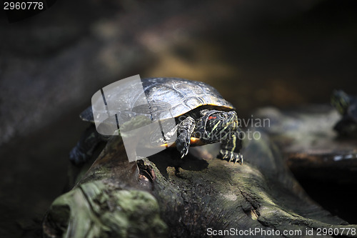 Image of Turtle