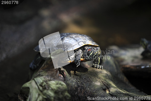 Image of Turtle