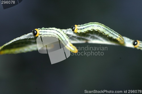 Image of sawfly larvae