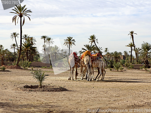 Image of Dromedaries in the West Sahara