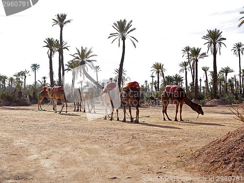 Image of Dromedaries in the West Sahara