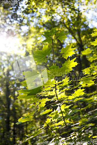 Image of Forest in autumn