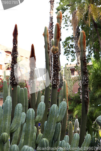 Image of Jardin Majorelle