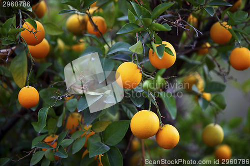 Image of Orange trees in Morocco