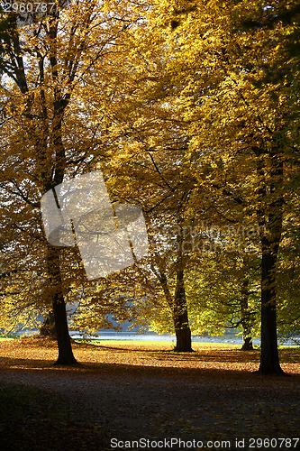 Image of Autumn forest