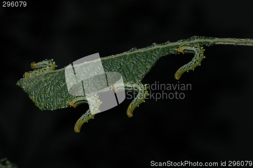 Image of sawfly on Salix 2