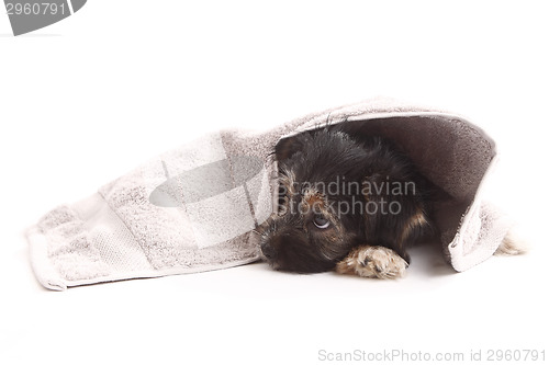 Image of Young Terrier on the blanket