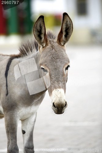 Image of Portrait of a young african donkey