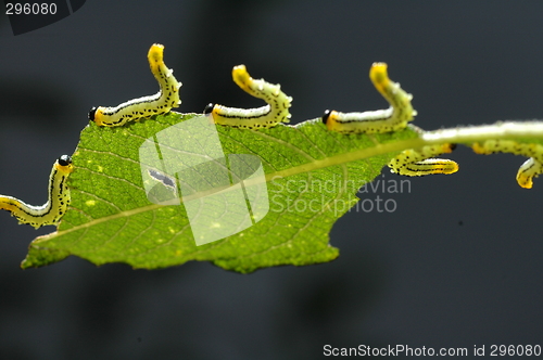 Image of sawfly on Salix