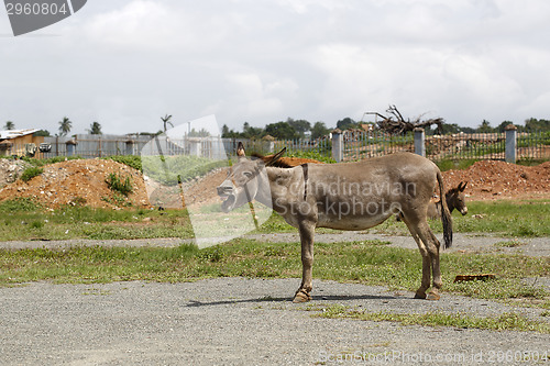 Image of Portrait of a tired african donkey