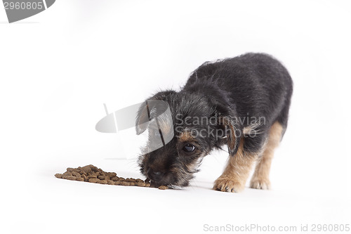 Image of Young Terrier Mix eats dog food