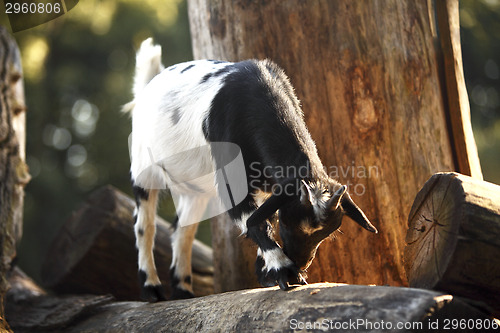 Image of Colorful Dutch goat