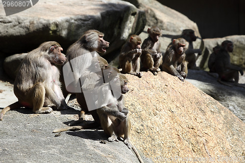 Image of Baboon family