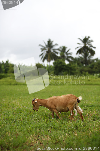 Image of Portrait of a african goat