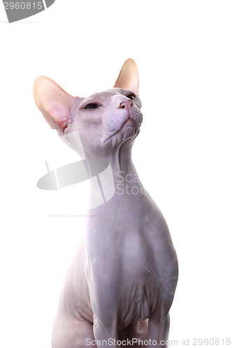 Image of Don Sphynx Cat
