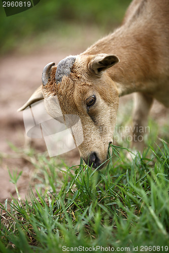 Image of Portrait of a african goat