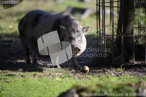 Image of Bentheim pig outdoor