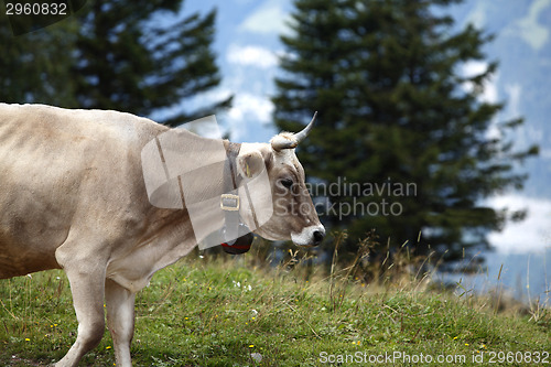 Image of Cow cattle drive in the Alps