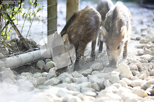 Image of Young wild boar