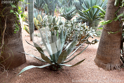 Image of Jardin Majorelle