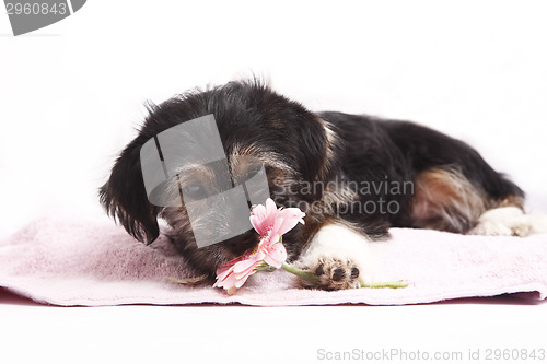 Image of Young Terrier on the blanket