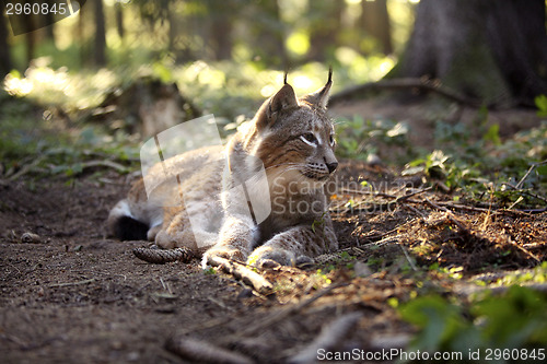 Image of Lynx in the forest
