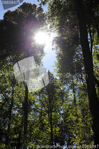 Image of Forest in autumn