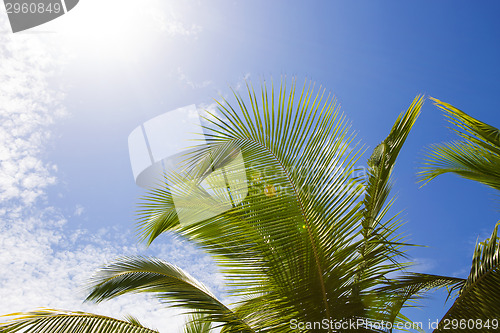 Image of Beautiful palm trees with blue sky and white clouds