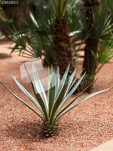 Image of Jardin Majorelle