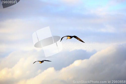 Image of Seagulls flying in the sky