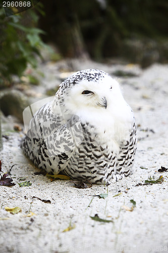 Image of Snow owl