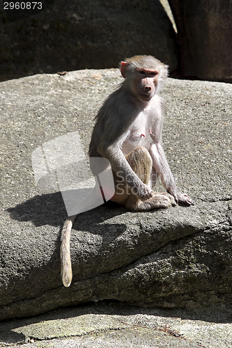Image of Baboon sitting on a rock