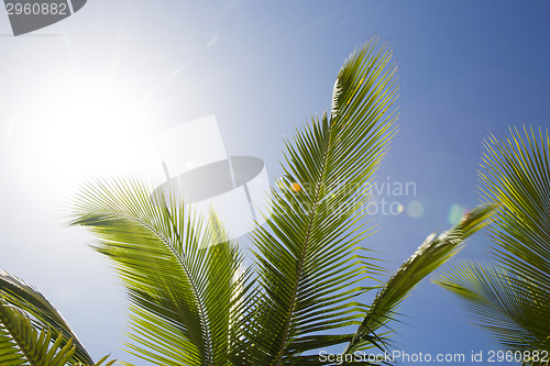 Image of Beautiful palm trees