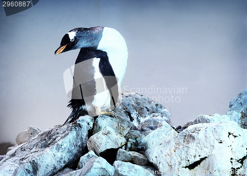 Image of Penguin