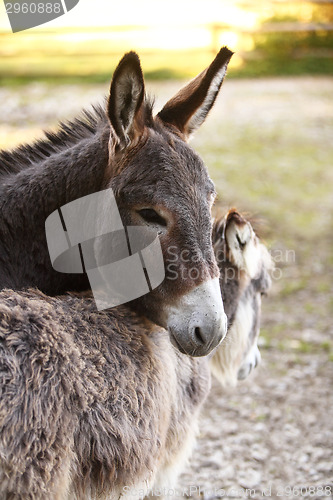 Image of Donkey family
